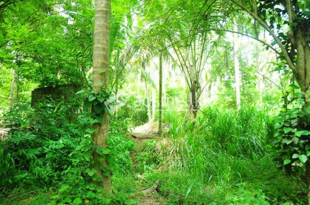 Coconut Land for sale