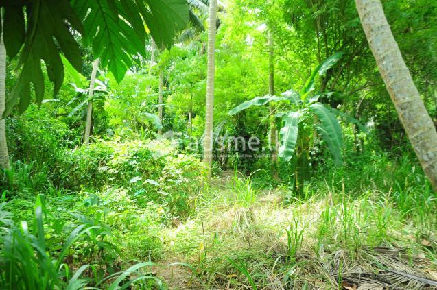 Coconut Land for sale