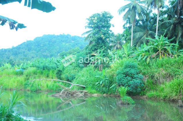 Coconut Land for sale