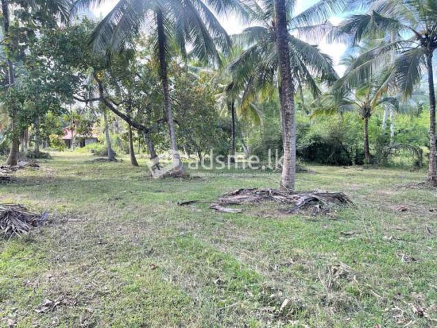 117 Perches Prime Coconut Land for Sale at Bingiriya.