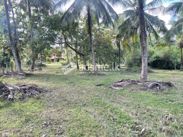 117 Perches Prime Coconut Land for Sale at Bingiriya.