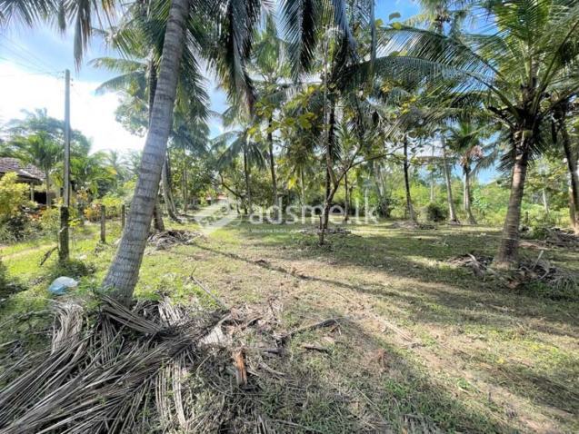 117 Perches Prime Coconut Land for Sale at Bingiriya.