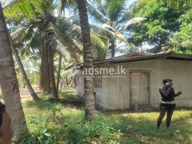 11 Acres of Cultivated Coconut Land for Sale in Dankotuwa.