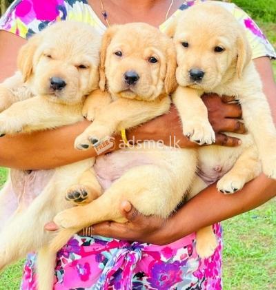Labrador Retrieve Puppies
