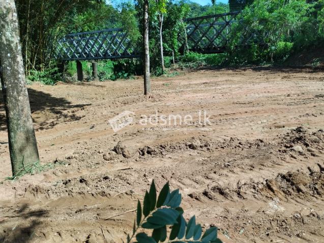 නිවාස හෝටල් හෝ ආපනශාලා සඳහා වටිනා ඉඩමක්.