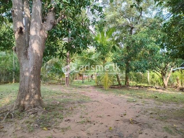 Dambulla hotel sale