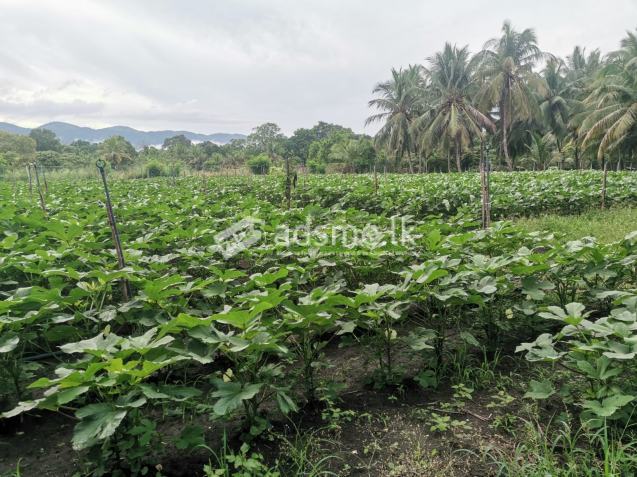 Land With House For Sale