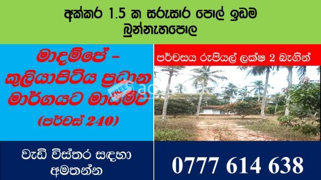 Coconut estate for Sale