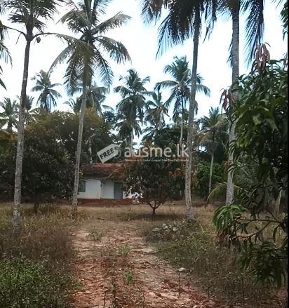 Coconut estate for Sale