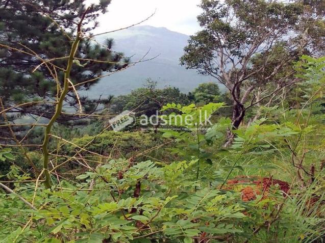 Valuable Eco-friendly Land for Sale – Belihuloya, Balangoda