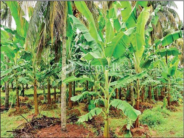 Valuable 10-Acre Land for Sale in Galaha, Kandy.
