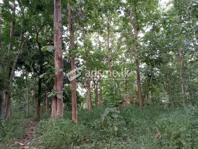 Valuable land for sale in Madampella