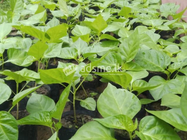 ස්කෝච් බොනට් ඩාක් ග්රීන් ජම්බෝ නයි මිරිස් පැළ
