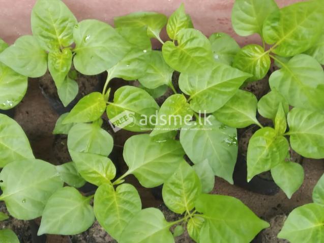 ස්කෝච් බොනට් ඩාක් ග්රීන් ජම්බෝ නයි මිරිස් පැළ