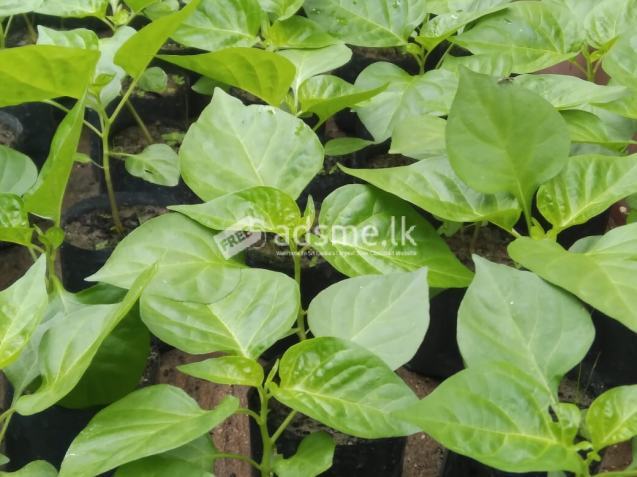 ස්කෝච් බොනට් ඩාක් ග්රීන් ජම්බෝ නයි මිරිස් පැළ