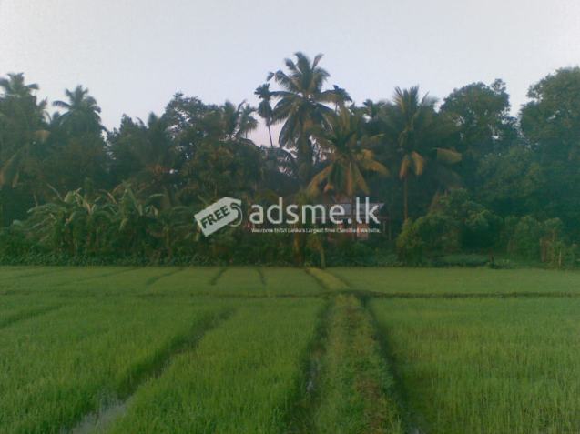 LAND AND HOUSE FOR SALE