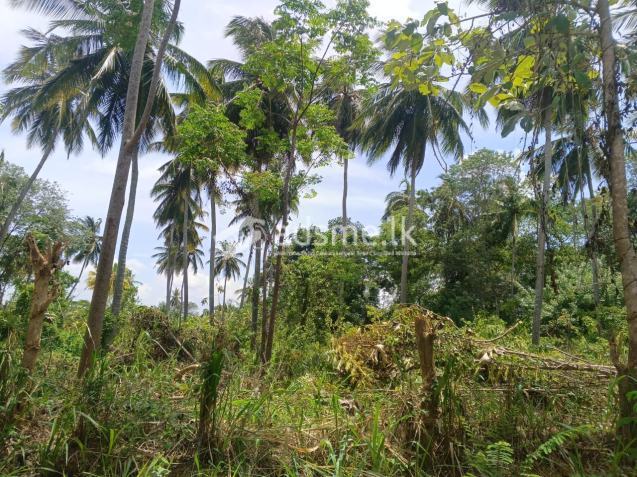 අගනා ඉඩමක් විකිණීමට