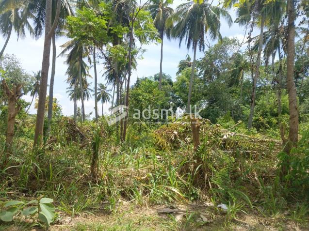 අගනා ඉඩමක් විකිණීමට