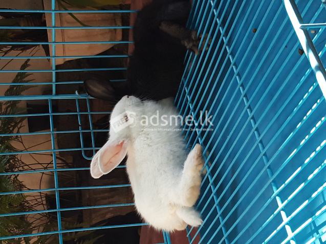 Foldable Pet Cage