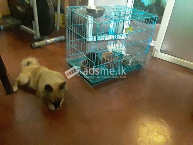 Foldable Pet Cage
