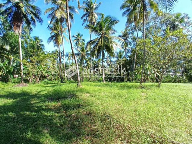 2.5 acres of valuable land for sale in Medagampitiya, Divulapitiya.