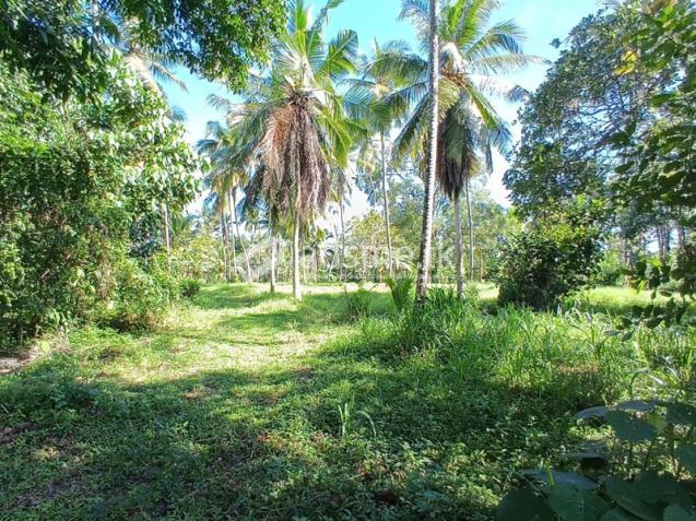 2.5 acres of valuable land for sale in Medagampitiya, Divulapitiya.
