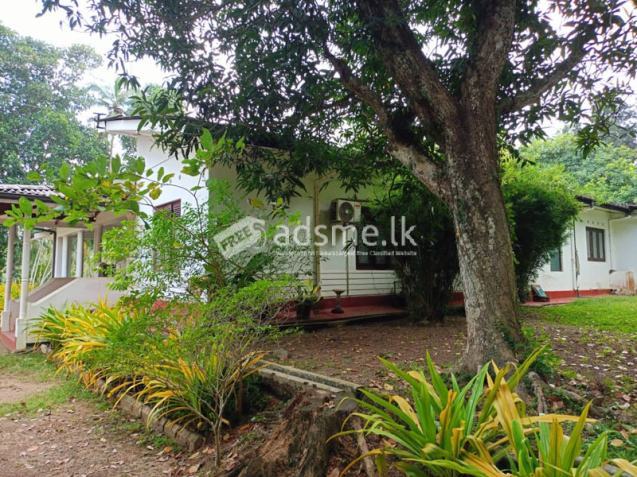 22.5 Acres Coconut Cultivated Land for Sale at Godigamuwa, Badalgama.