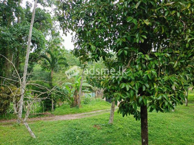 22.5 Acres Coconut Cultivated Land for Sale at Godigamuwa, Badalgama.