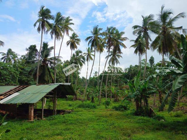 22.5 Acres Coconut Cultivated Land for Sale at Godigamuwa, Badalgama.