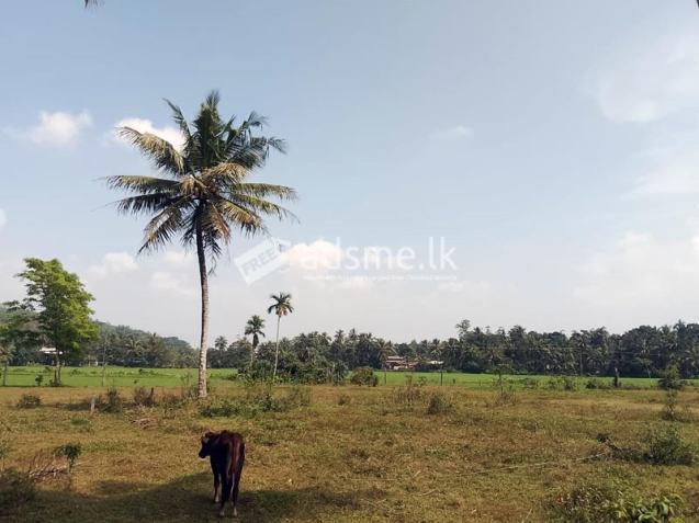 2 Blocks of Beautiful Paddy Field Facing Lands for Sale in Horana.