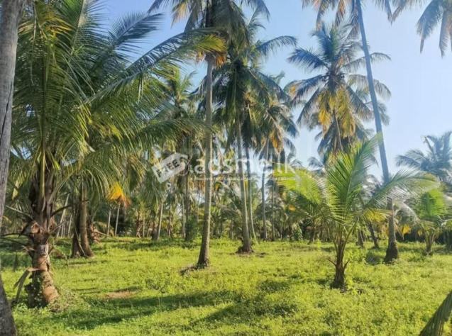 Coconut Land in Kuliyapitiya
