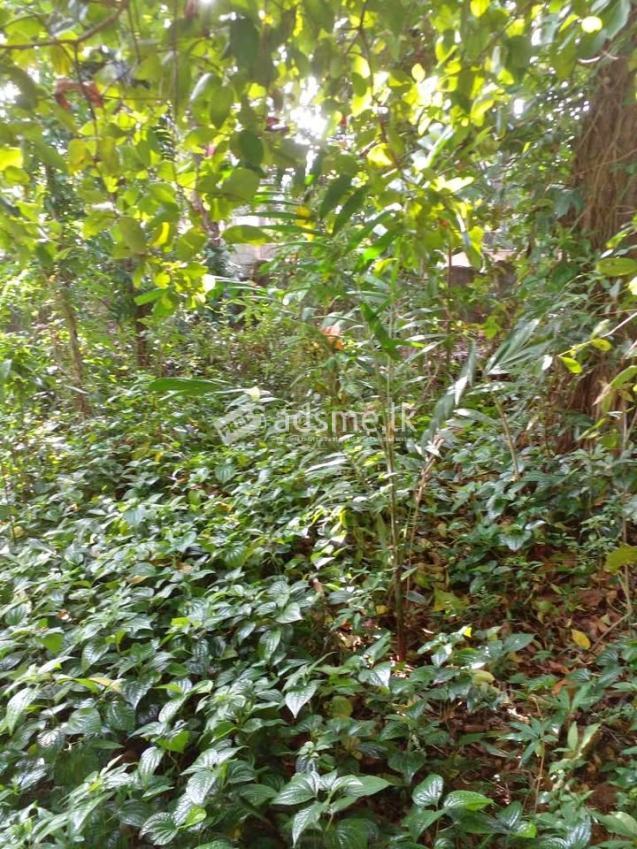 Prime Residential Land for Sale in Dehiwala