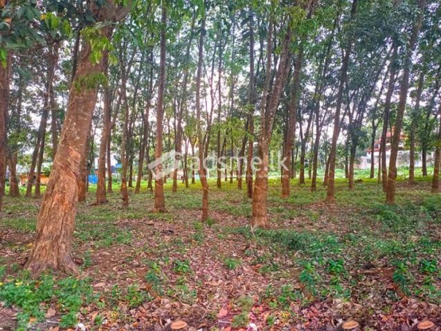 Prime Commercial Rubber Land for Sale in Biyagama.