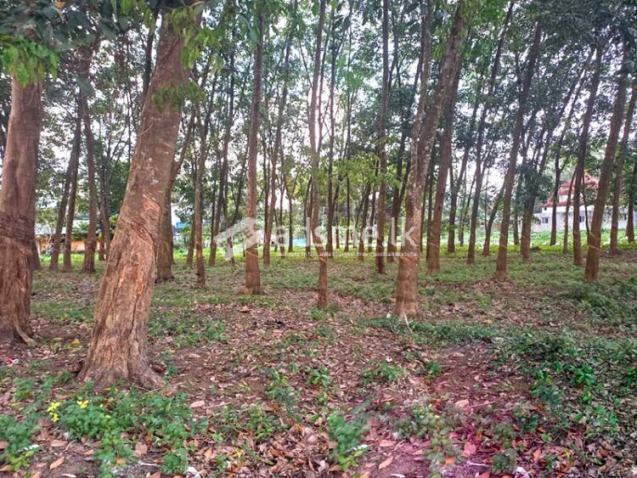 Prime Commercial Rubber Land for Sale in Biyagama.