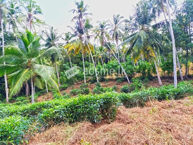 367 Perches Scenic Land for Sale in Ahangama.