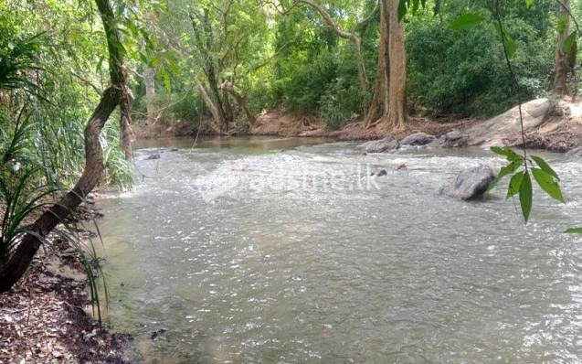 වැල්ලවාය හදපානාගල ගං ඉවුර ආසන්නයේ පර්චස් 60 ඉඩම විකිණීමට ඇත.