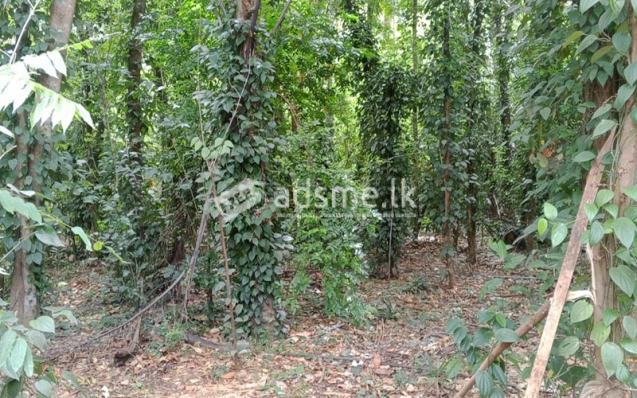 වැල්ලවාය හදපානාගල ගං ඉවුර ආසන්නයේ පර්චස් 60 ඉඩම විකිණීමට ඇත.