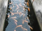 Mozambique fish for foot spa and pond