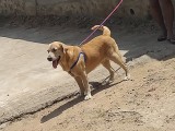 Labrador male dog for sale