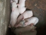 Piglets are ready to sale (Large white)