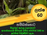 Land for sale Hambantota