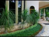 Garden service& grass saplay & landscaping