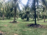 20 acres Coconut land for sale