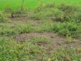 330 PERCHES COMMERCIAL LAND FOR SALE AT KIRINDA