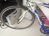 Altala corsa