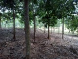 විකිනිමට