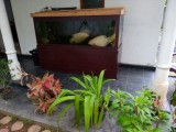 Fish tank