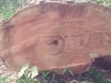 ලුනුමිදෙල්ල කදක් විකිණීමට