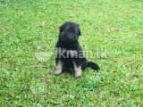 german shepert dog pupy for sale in negombo