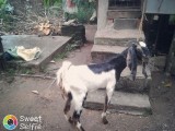 Jamunapari & Saanen Goat